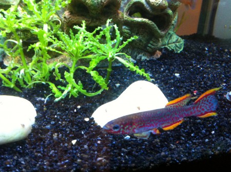 mâle Killi dans le 25 l